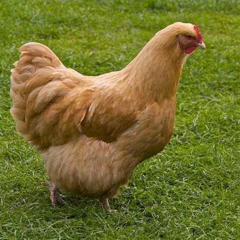 which chicken breed is the friendliest